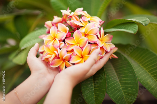 Obraz na płótnie Woman's hand holds Frangipani (Plumeria rubra) w salonie