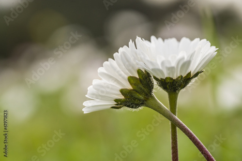 Daisy flowers on green grass