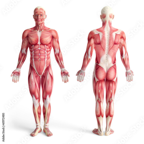 Fotografie male anatomy of muscular system - front and back view