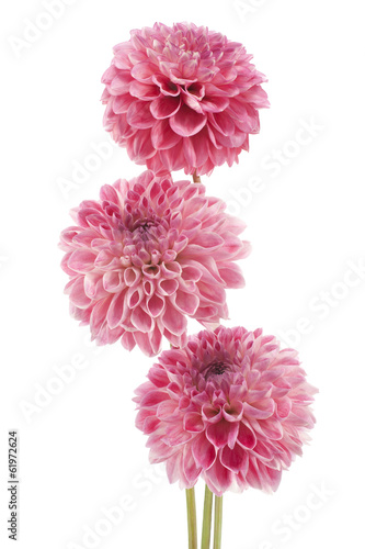 Fototapeta Naklejka Na Ścianę i Meble -  dahlia