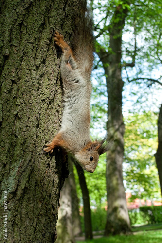 squirrel coming down from the tree © andreysafonov