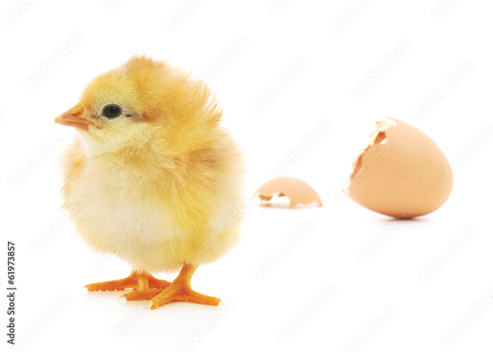 Fototapeta premium Chicken and an egg shell