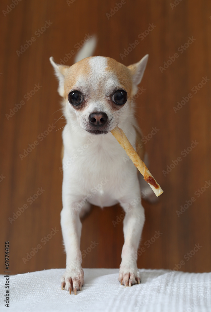 chihuahua wiith snack