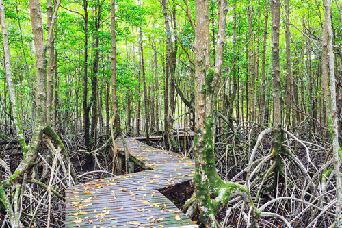 Mangrove forest Boardwalk way