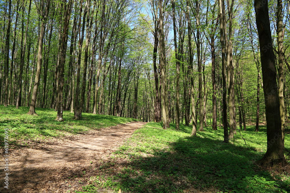 Fototapeta premium Path in spring green forest.