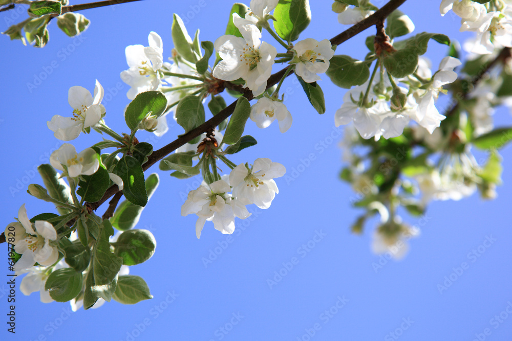 Blossoming apple tree.