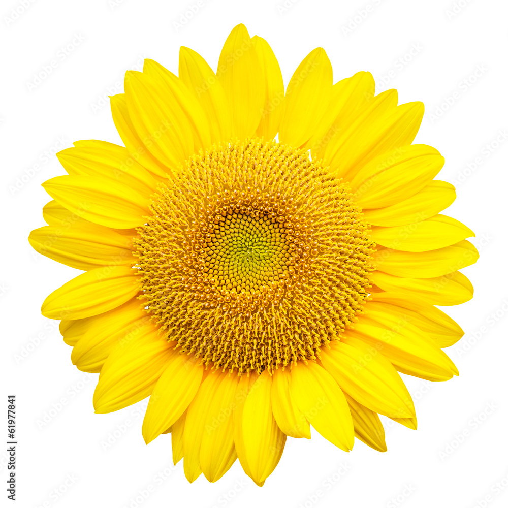 Fototapeta premium słonecznik na białym tle