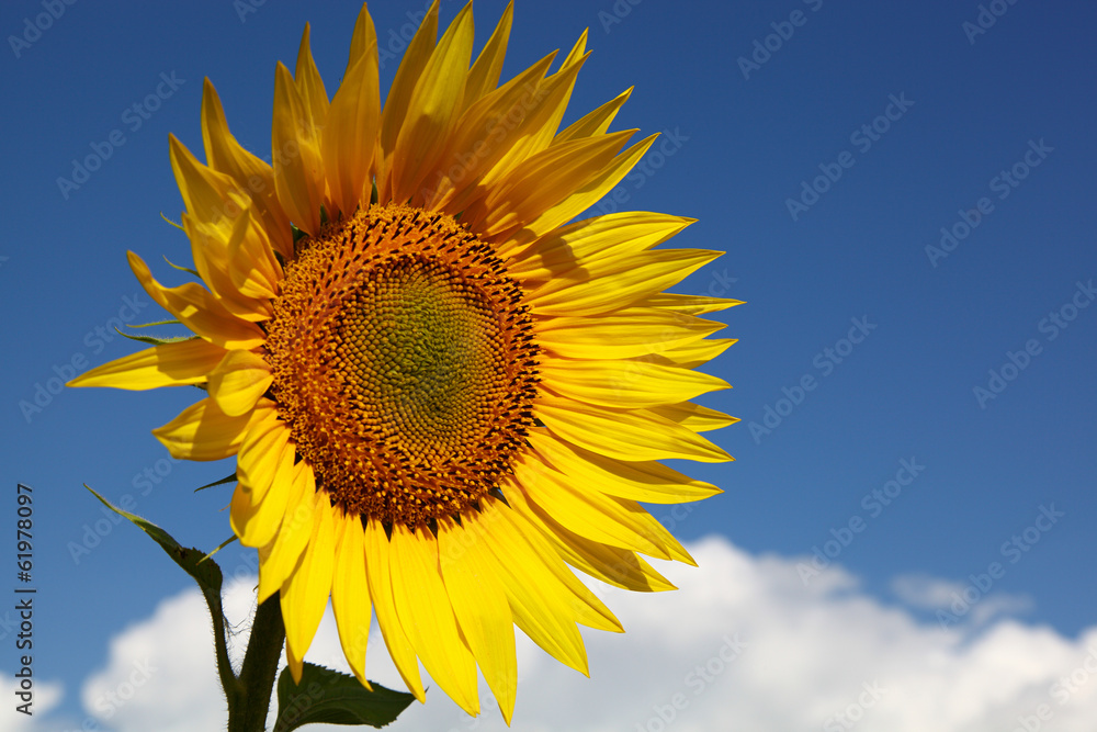Sunflower against the blue sky.