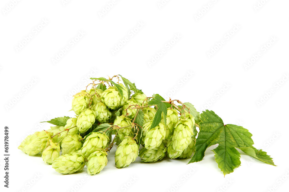 Fototapeta premium Branch of fresh hops on white background.