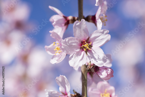 Blooming tree at winter, fresh white flowers on the branch of almond tree, plant blossom blurred background, seasonal nature beauty, dreamy soft focus picture