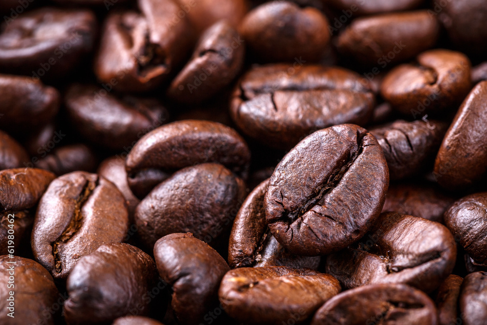 coffee seed coffee seed