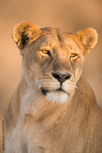 Fototapeta Naklejka Na Ścianę i Meble -  Morning light on female lion in Serengeti , Tanzania