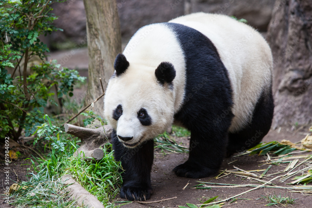 Naklejka premium Walking Panda