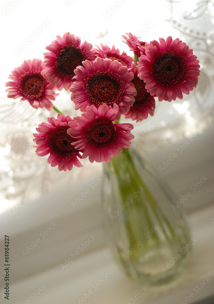 Gerbera auf Fensterbrett Gerbera auf Fensterbrett