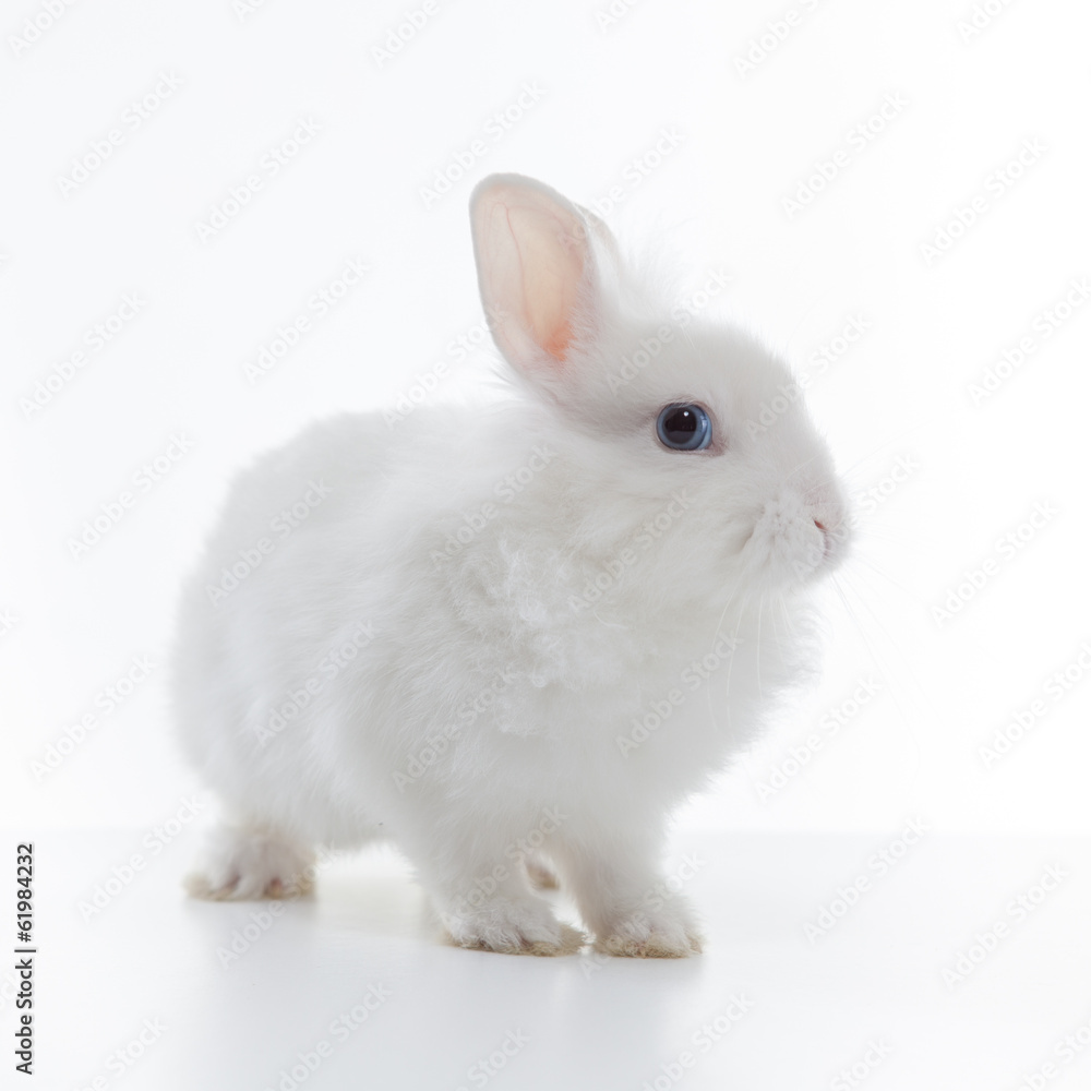 White rabbit isolated on white background White rabbit isolated on white background