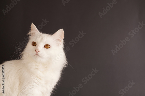 Beautiful white cat