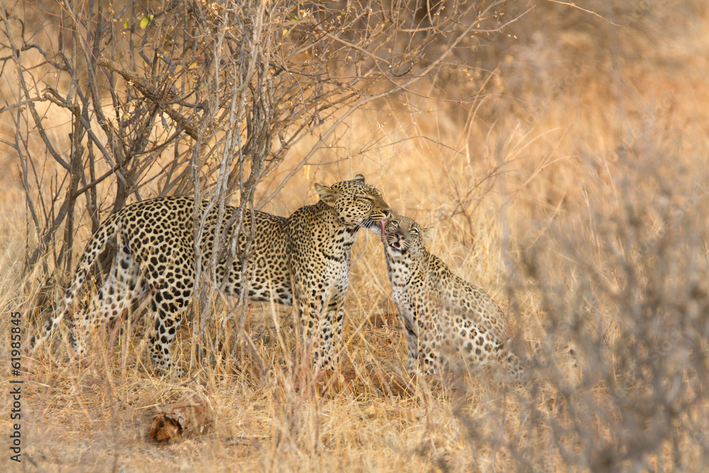 Obraz premium Female leopard and cub