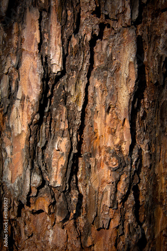 Bark Tree texture in nature