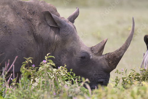 lateral view of a white rhino head © Pedro Bigeriego