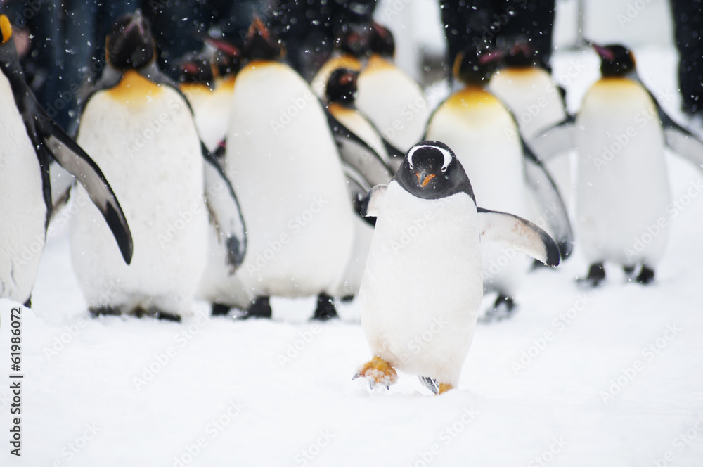 Obraz premium ペンギン