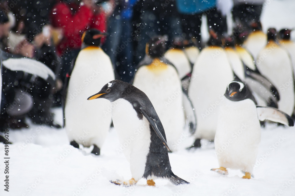 Obraz premium ペンギン