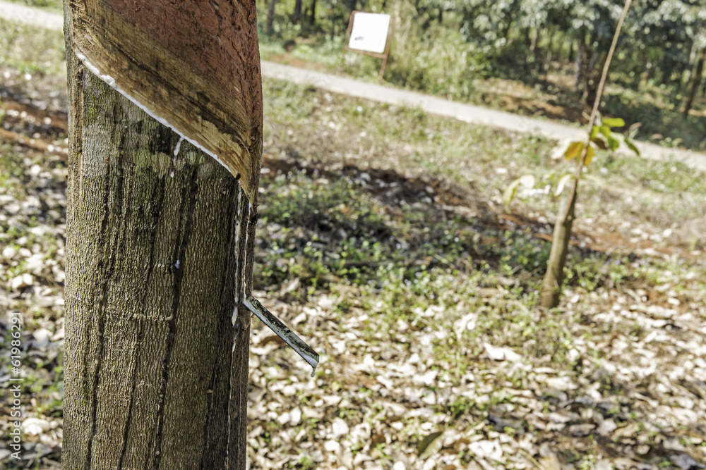 Milk of rubber tree Milk of rubber tree