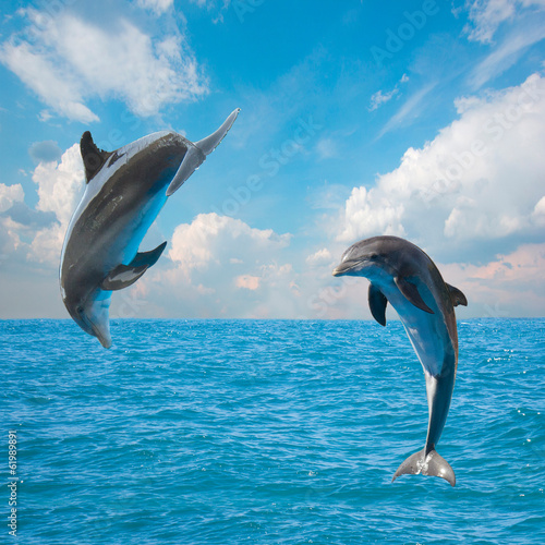 two  jumping dolphins