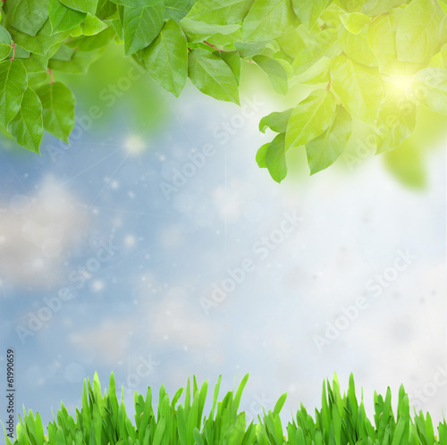 green grass and leaves at sunny day