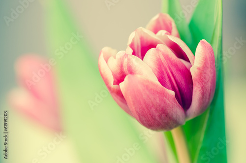Fototapeta Naklejka Na Ścianę i Meble -  pink tulip
