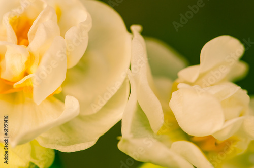 white daffodil