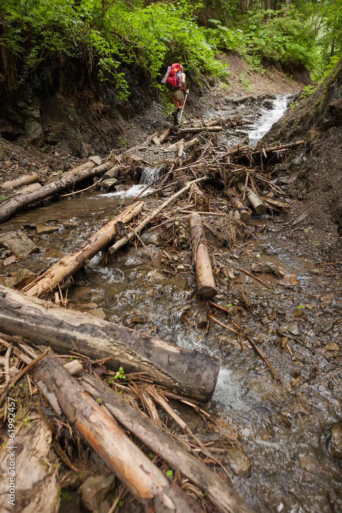 custom made wallpaper toronto digitalYoung people are hiking in deep forest in summertime