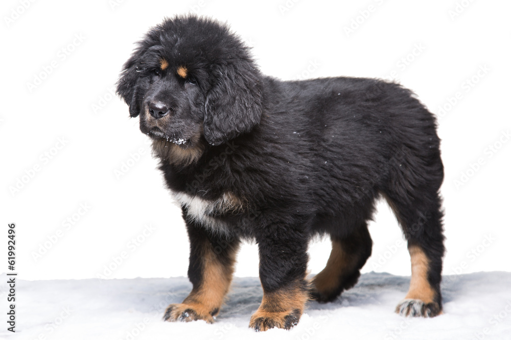 little security guard - black and white puppy of Tibetan mastiff little security guard - black and white puppy of Tibetan mastiff