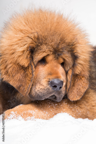 little security guard -  red puppy of Tibetan mastiff photo