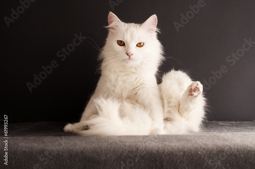 Fototapeta Naklejka Na Ścianę i Meble -  Funny kitty