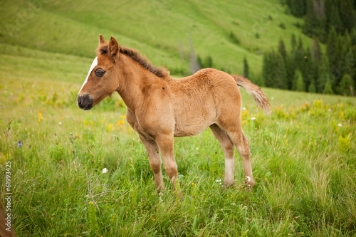 Obraz na plátně Foal on greent meadow in mountains