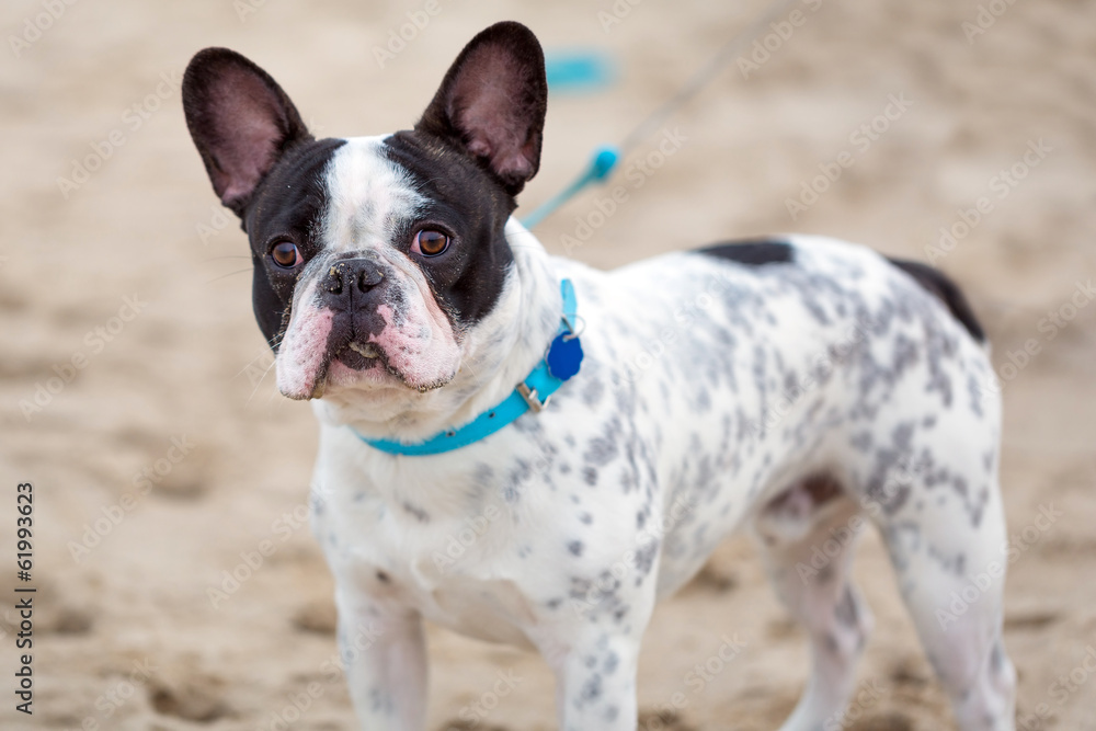 French bulldog on the beach French bulldog on the beach