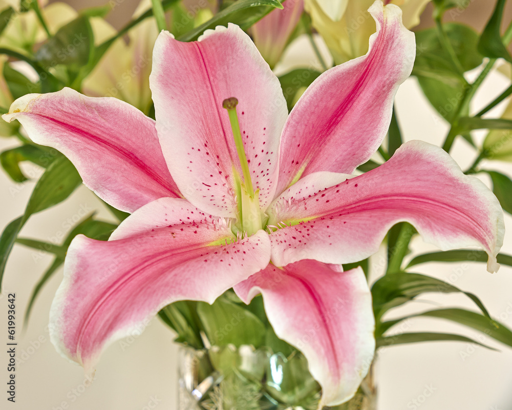 pink lilium flower closeup