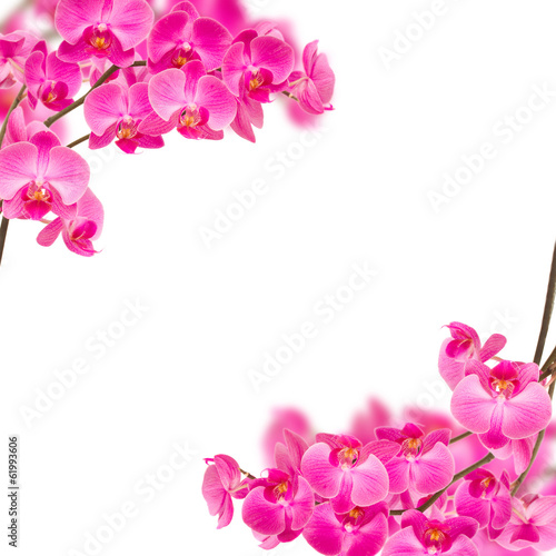 orchideas frame © neirfy