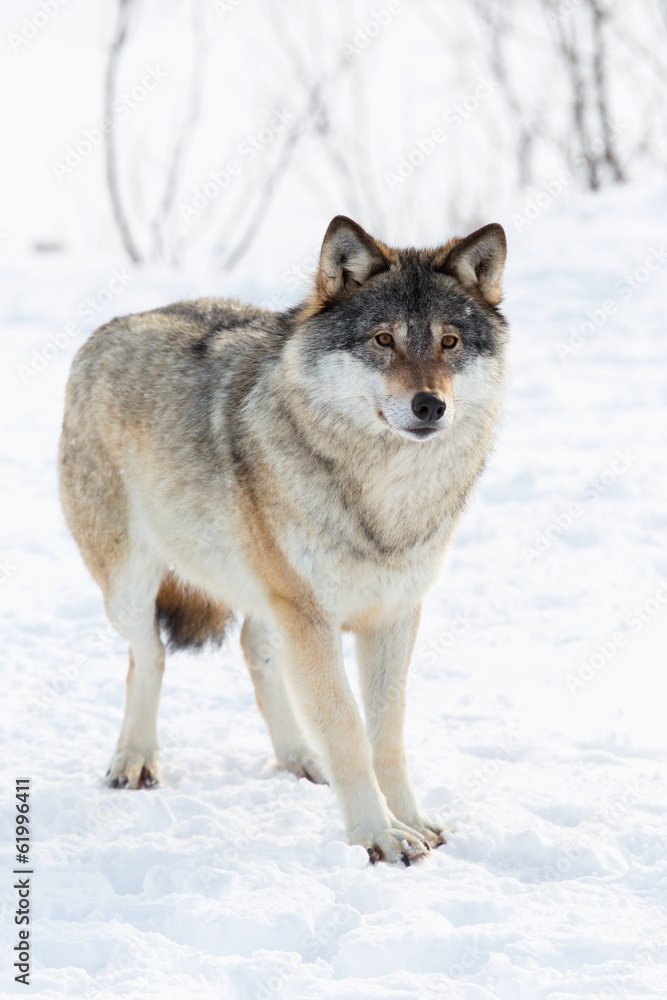 One Wolf standing in the snow
