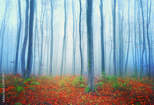 Autumn fairytale forest