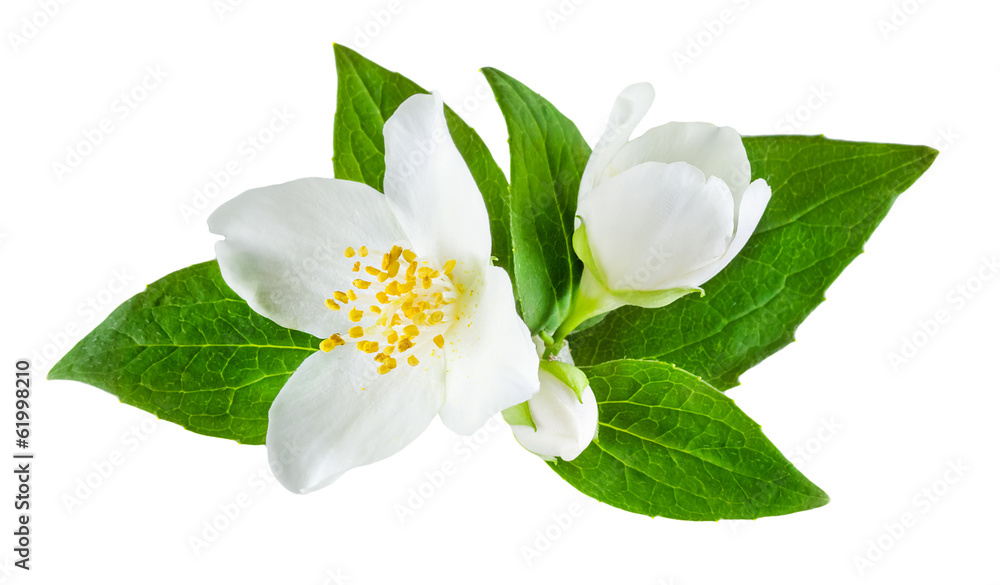 Naklejka premium Jasmine flower with leaves isolated