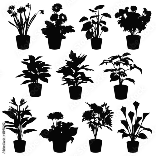 flowers in pots
