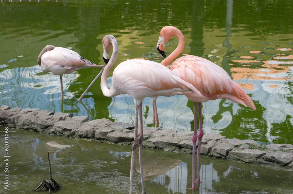 flamingos