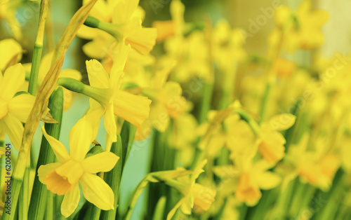 Daffodil flowers