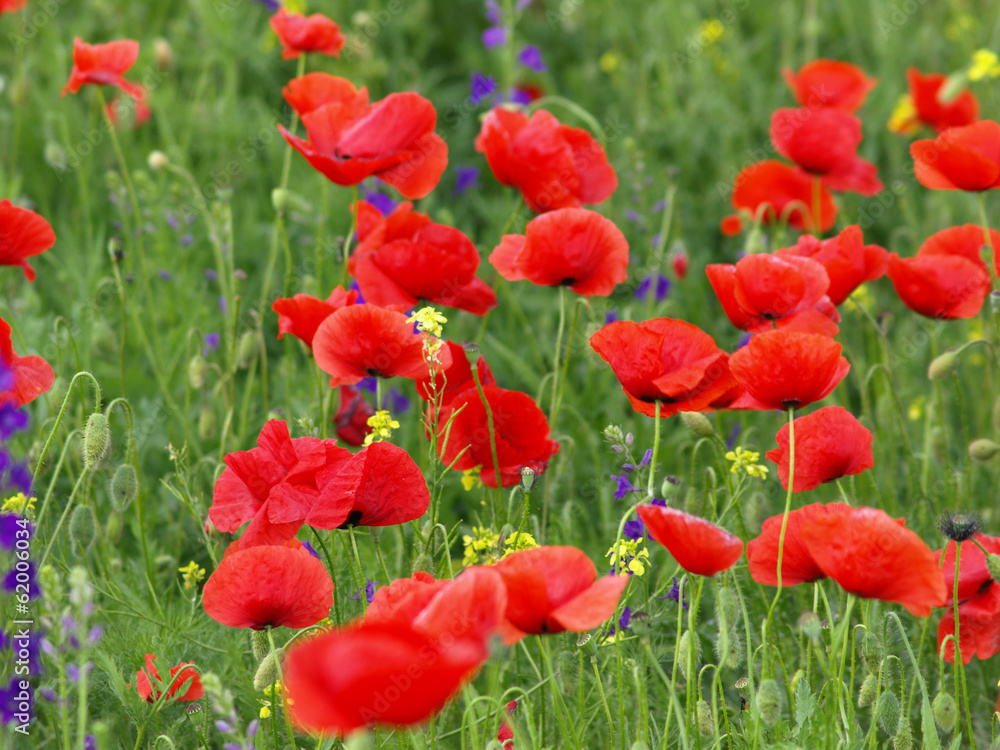 Obraz premium Meadow with beautiful bright red poppy flowers in spring