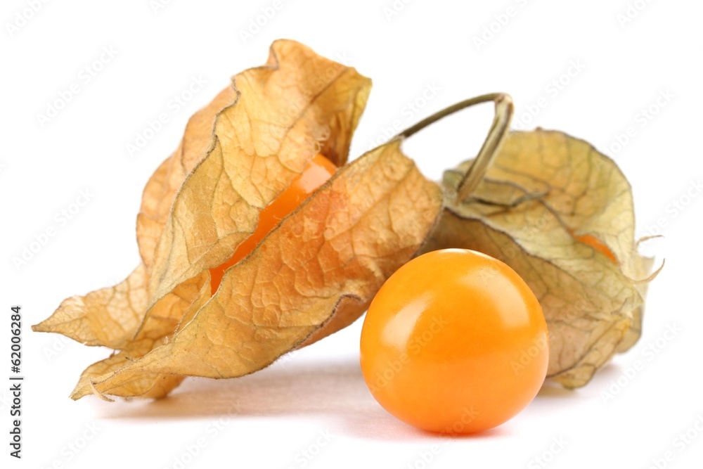 Physalis isolated on white Physalis isolated on white