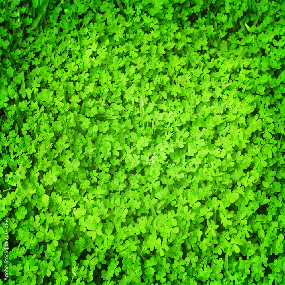 Green fresh clover field Green fresh clover field
