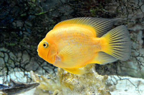 Yellow Parrot Cichlid in aquarium