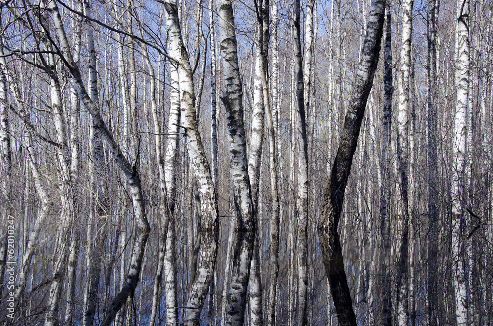 beautiful birch forest and spring water