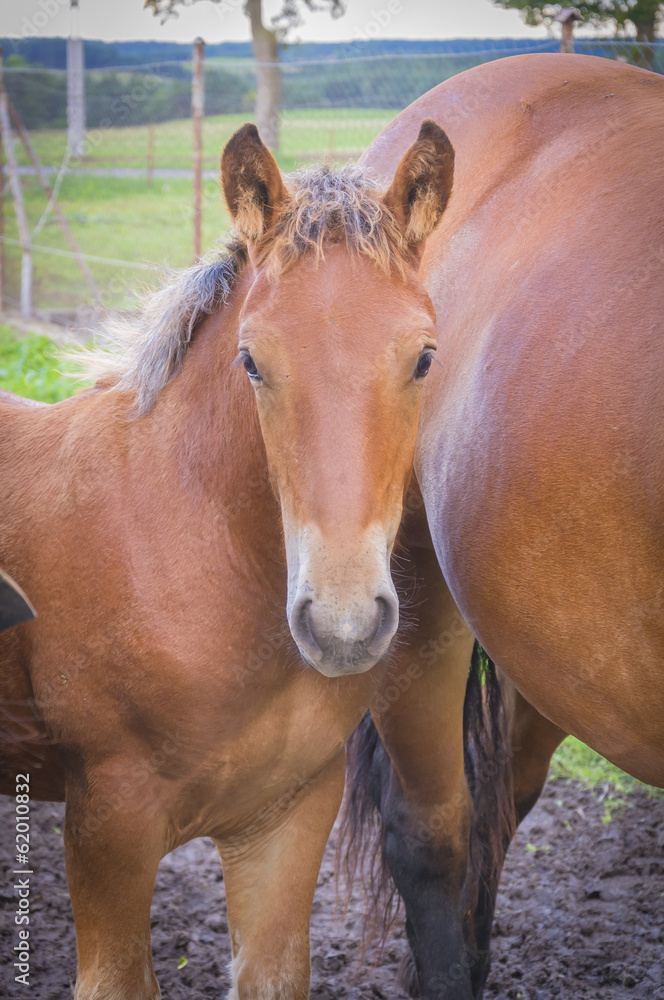 Obraz premium I'm just a colt...